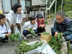 農業体験を実施