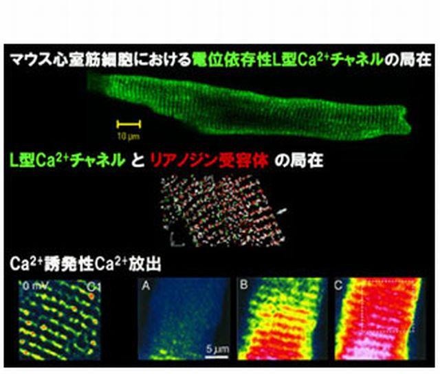 未来の医学「夢」スクール