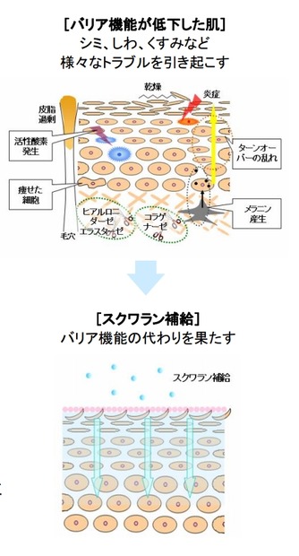 「スクワラン」による潤い補給