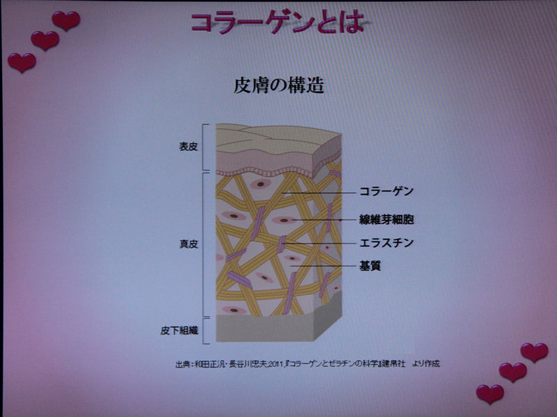コラーゲンとは、細胞をつなぎとめる糊のようなもの