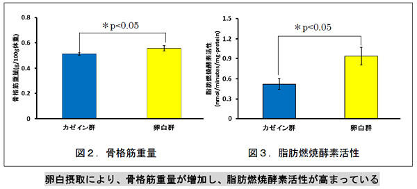 骨格筋重量・脂肪燃焼酵素活性