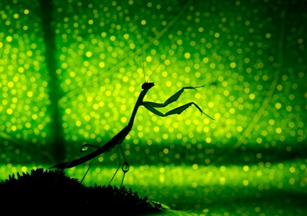 Nadav Bagim, Israel, Shortlist, Nature & Wildlife, Open Competition, Sony World Photography Awards 2012