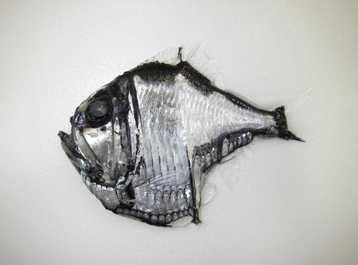 勝浦のキンメ漁で混獲された深海魚、トガリムネエソ