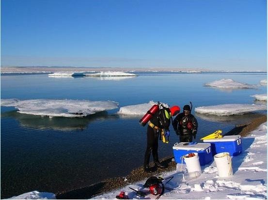 北極での採集。水温は約1度