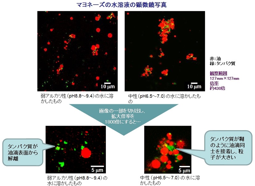 マヨネーズの水溶液の顕微鏡写真