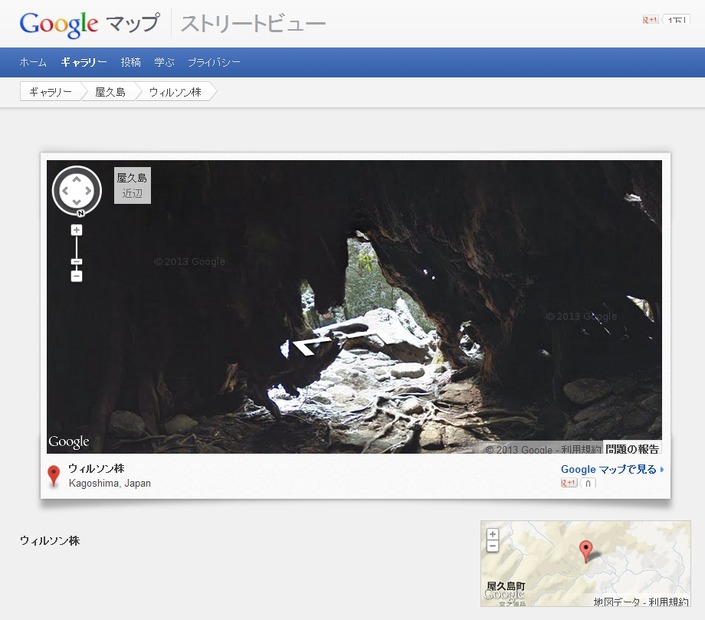 ウィルソン株