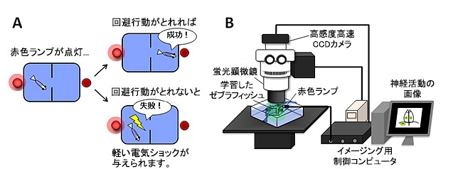 今回考案した回避行動を学習させる仕組み