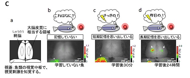 学習成立してから24時間後に観察したところ、大脳皮質に相当する領域にスポット状の神経活動パターンが確認できた