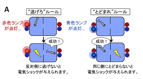 2つのルールを使った実験