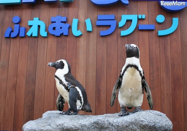 ラゾーナ川崎プラザにシーパラがやってくる