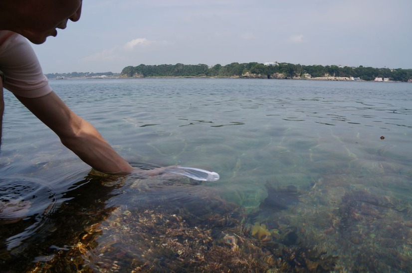 カメラの先には熱帯魚風の魚が！