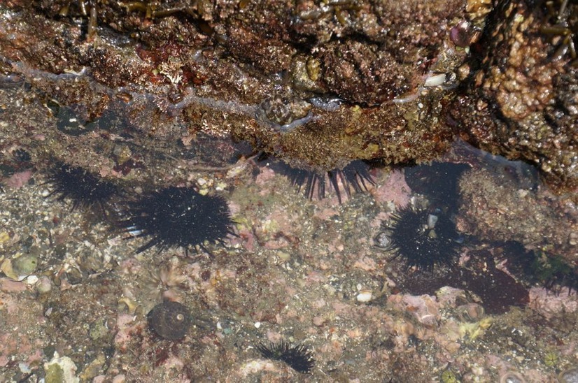 スマホと防水ケースを片手に訪れた三浦海岸、よく観察すると岩場には何やら動き回る生物や水中にはウニも