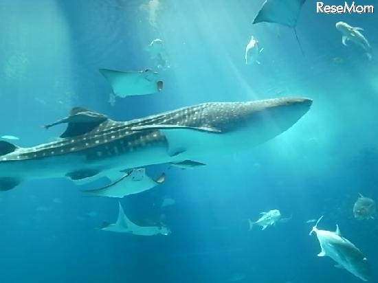 沖縄美ら海水族館