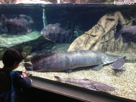 世界淡水魚園水族館アクア・トトぎふ