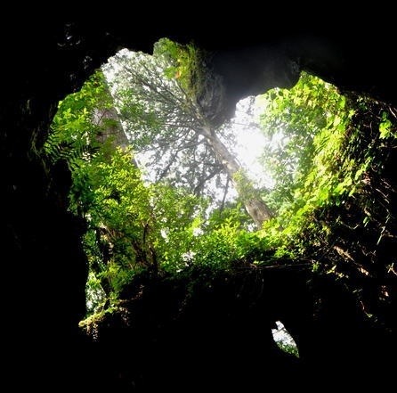 屋久島のウィルソン株