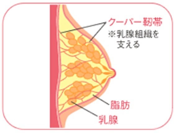 バストの構造