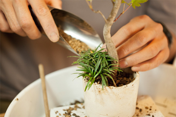 塩津丈洋の盆栽には、命ある植物のあるがままの美しさを見せたい、という思いが込められている