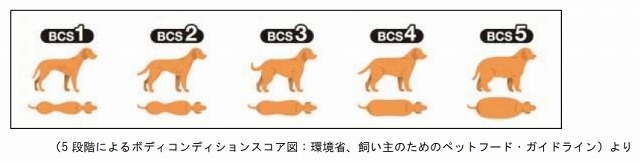 5段階によるボディコンディションスコア図