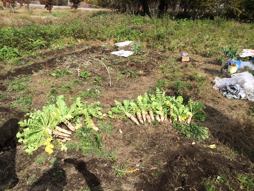 休耕地をお借りして野菜作りを始めた。写真を大根