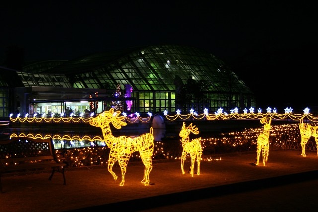 京都府立植物園、夜間開室とイルミネーション開催