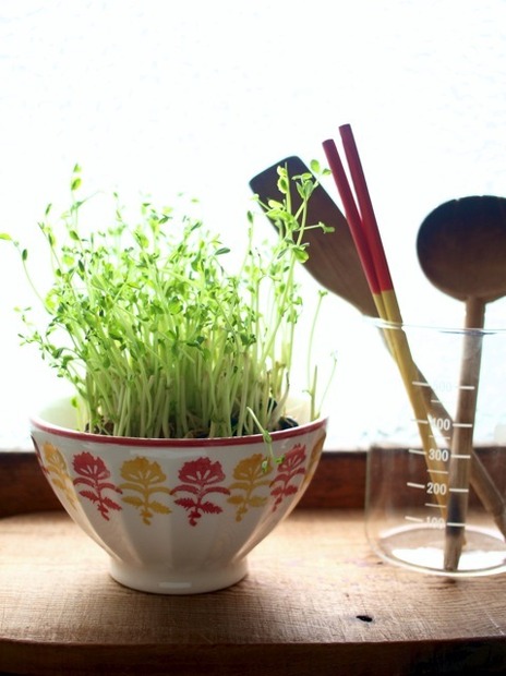 Spice Plus 10 styles：CHAJINさん（フラワーアーティスト）/ bowl（Provence）