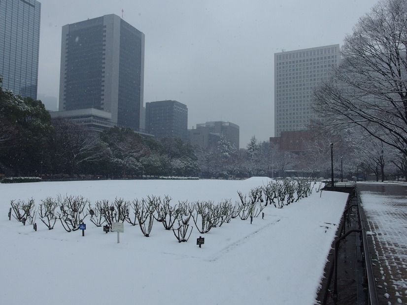 雪の東京（日比谷公園、2月14日昼）