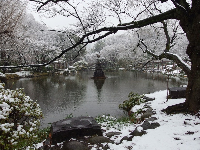 雪の東京（日比谷公園、2月14日昼）