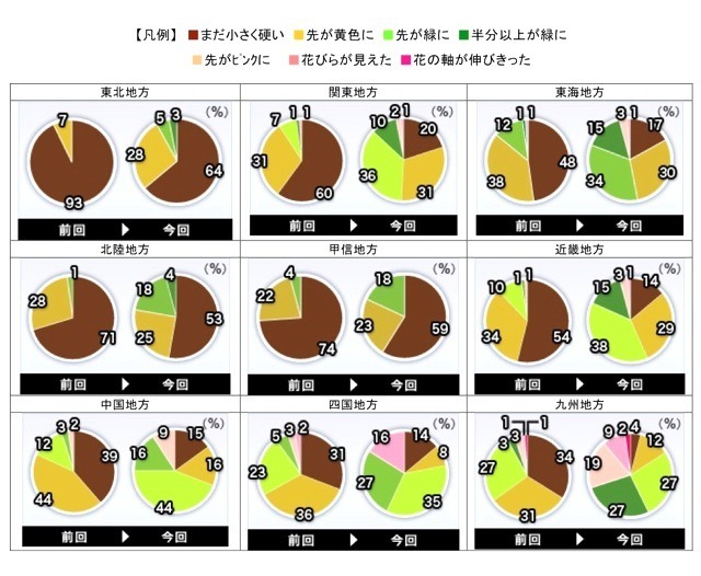 つぼみ調査