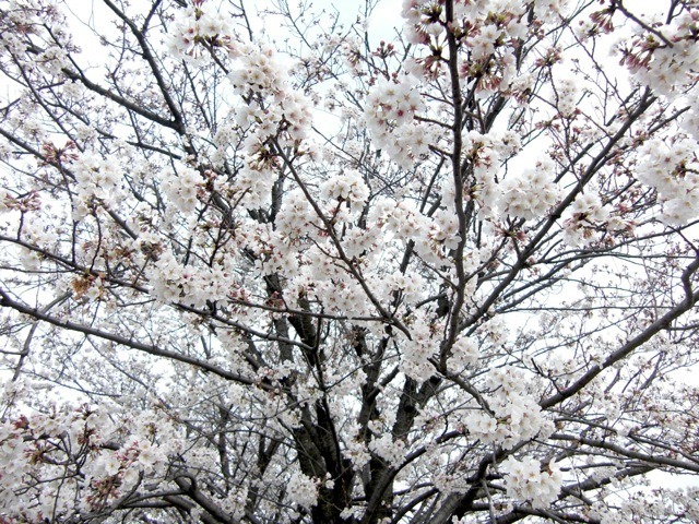 桜（2013年）