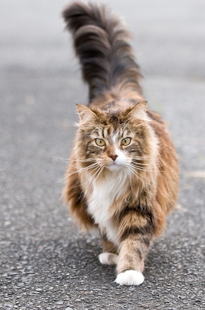 「9lives」強くしぶとく生きているで賞