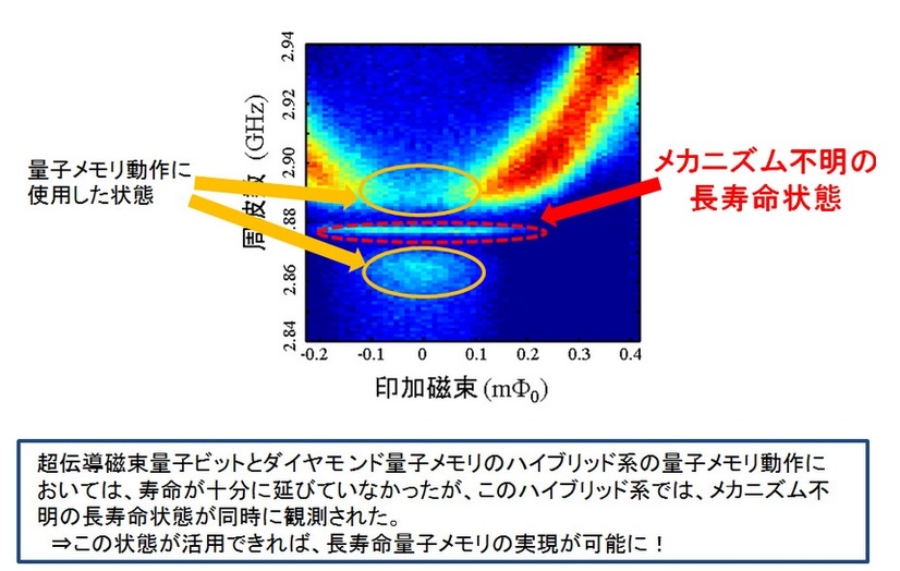 メカニズム不明の長寿命状態とは 