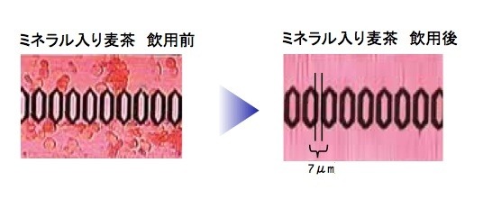 「血液の流動」を調べる実験。細長い六角形は人工的に作られた通路壁。