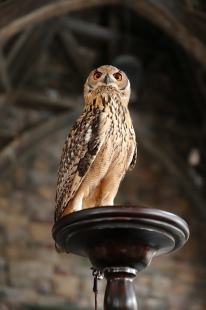 「フクロウとの遭遇」