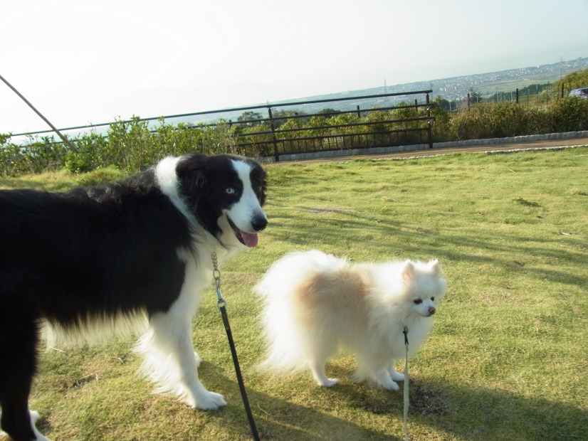 愛犬が最短で芝生まで行ける駐車場の隅の方を選ぶ