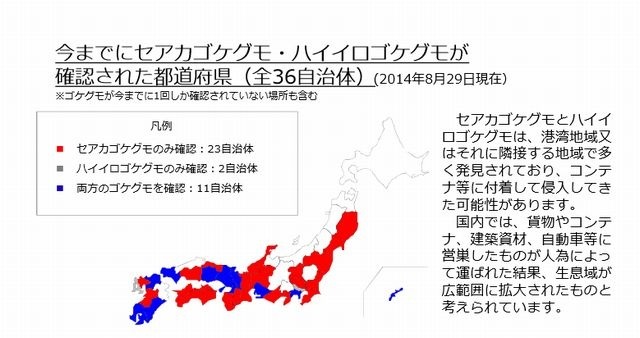 セアカゴケグモ・ハイイロゴケグモが確認された都道府県（2014年8月29日現在）