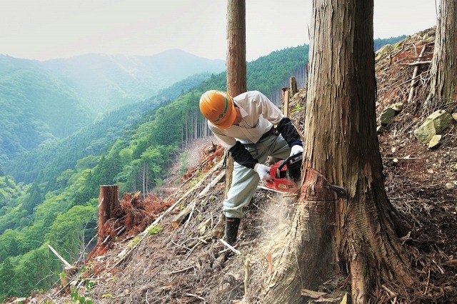 和歌山の社有林