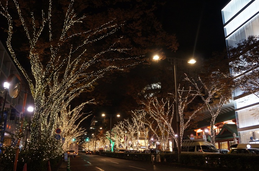 東京・表参道でイルミネーション点灯開始