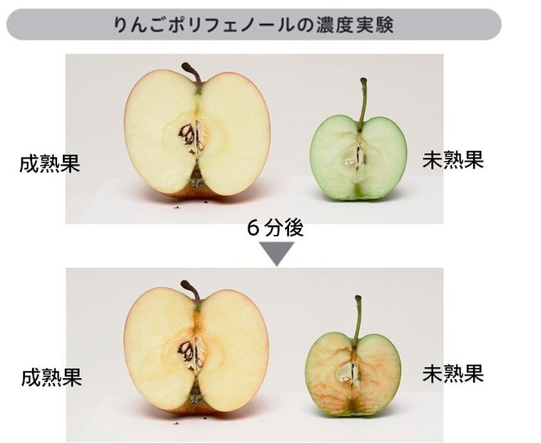 未熟果の方がポリフェノールの濃度が高いため、色の変化が激しい