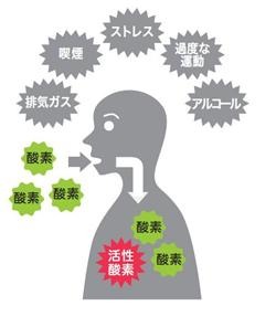 からだの中で一部の酸素が活性酸素になる他、さまざまな要因で活性酸素が増加する