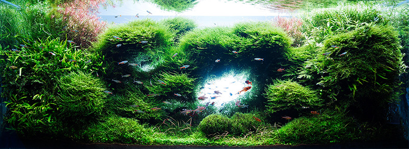 Beautiful Aquascape