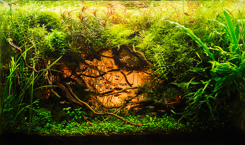 Beautiful Aquascape