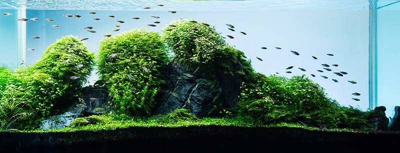 Beautiful Aquascape