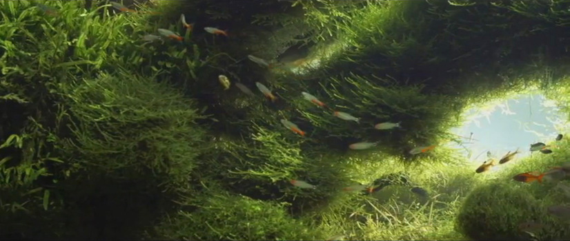 Beautiful Aquascape