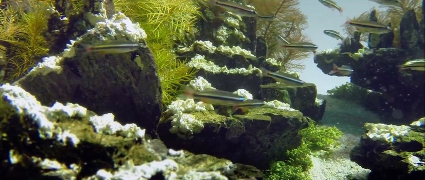 Beautiful Aquascape