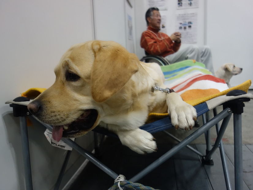 介助犬