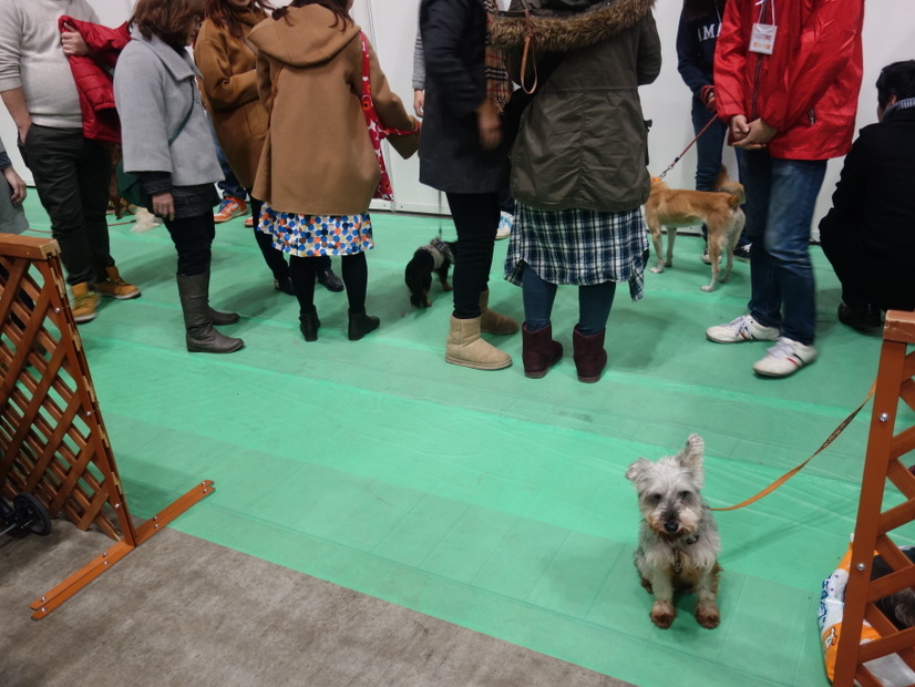 里親募集中の犬と触れ合えるスペース