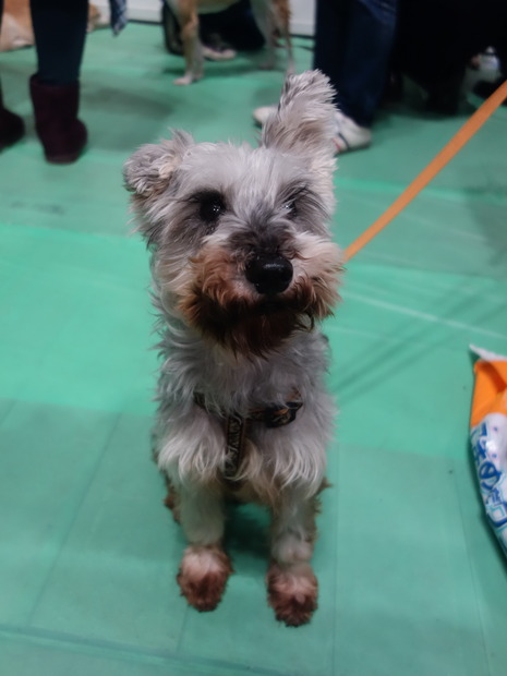 Pet博2015 in 横浜