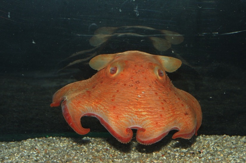 メンダコ　《写真提供　沼津港深海水族館》