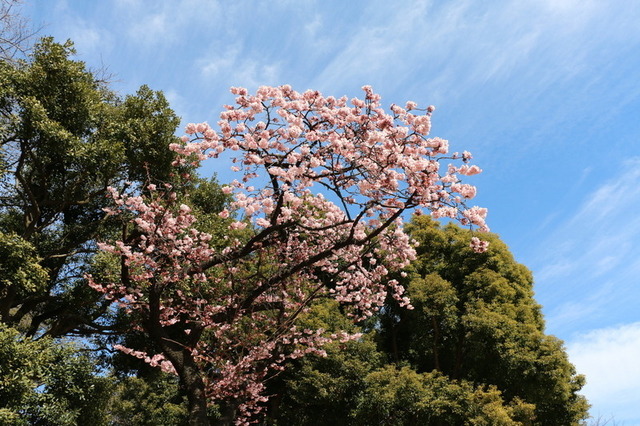 スターバックスコーヒー「上野恩賜公園店」店舗横に咲いていた寒桜（カンザクラ）