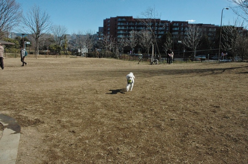 自由に走り回れる広さ